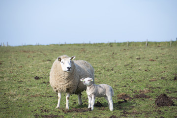 sheep walking in grassland at springtime