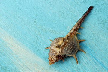 Spiky sea shells on blue background with copy space.