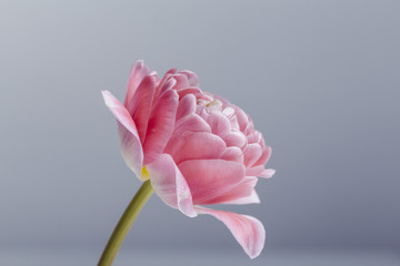 Pink tulip flower in bloom on a grey background