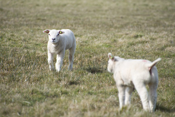Obraz premium sheep walking in grassland at springtime