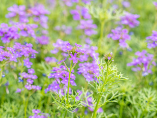 De-focus of purple flower in garden
