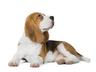 beagle lies on a white background in studio