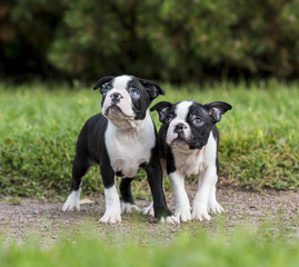 puppy Boston Terrier in the Park