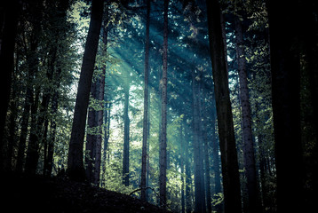 Fototapeta premium Forest sun gate