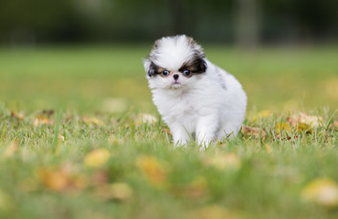 puppy Japanese chin in a Park