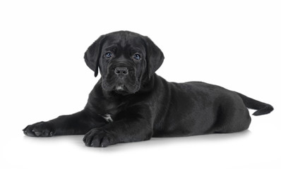 puppy Cane Corso