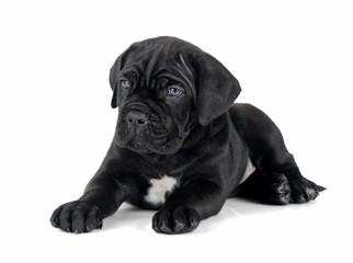 puppy Cane Corso