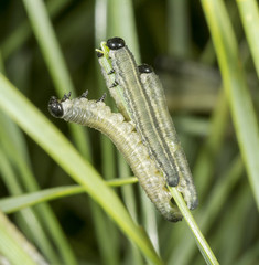 European pine sawfly larvae on pine tree