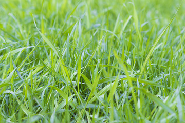 Dew on a fresh green grass