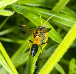 Sawfly tenthredo campestris