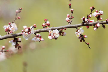 apricot flowers on a tree in nature