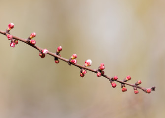 apricot flowers on a tree in nature