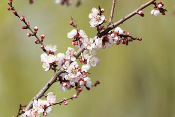 apricot flowers on a tree in nature