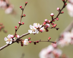 apricot flowers on a tree in nature