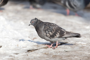 dove in the snow on the nature