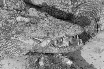 wildlife crocodile catches and eating a chicken, black and white