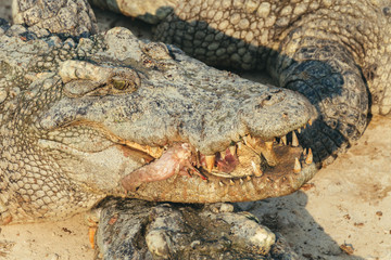 wildlife crocodile catches and eating a chicken, vintage photo