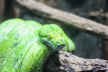 Green Python, snake