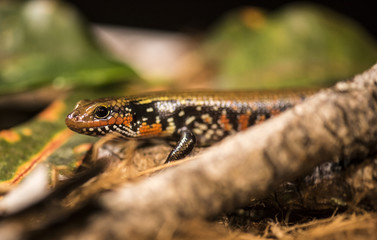 Fire skink