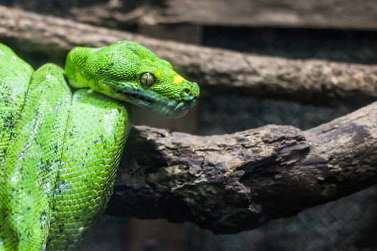 Green Python, snake