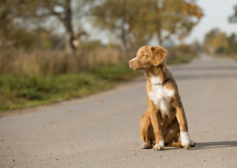 Nova Scotia duck tolling Retriever