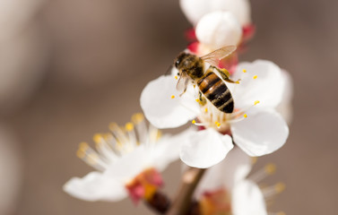 bee on a flower in the nature. macro