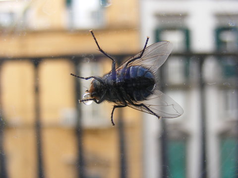 Mosca che fa le bolle