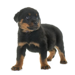 puppy rottweiler in studio