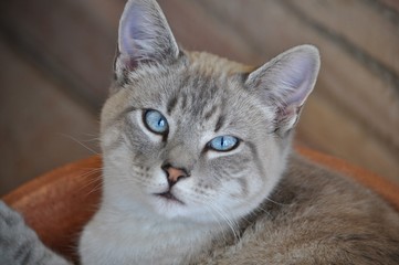 Gato de ojos azules