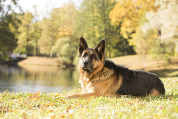 German shepherd