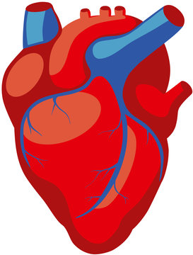 anatomy of the human heart in red color with blue veins