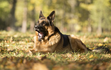 German shepherd