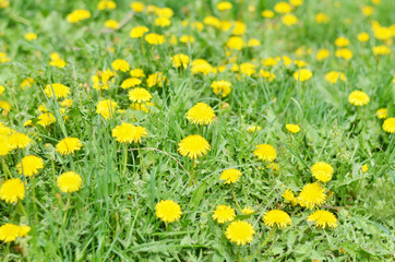 Одуванчики.