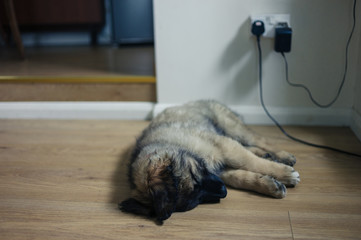 Cute Leonberger puppy sleeping on floor