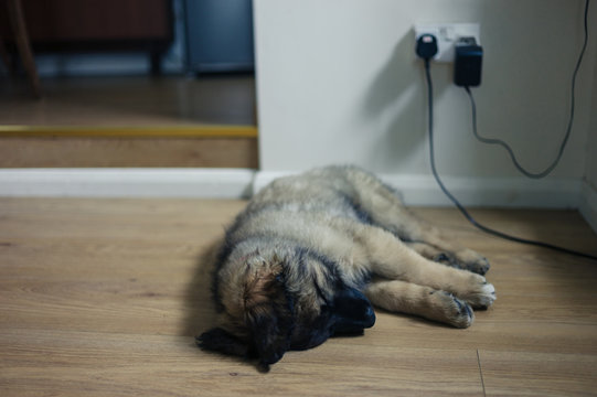Cute Leonberger puppy sleeping on floor