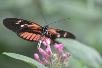 Tropical butterfly sitting on the flower.