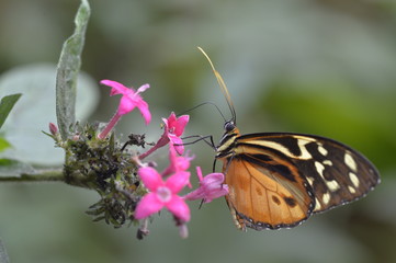 Tropical butterfly sitting on the flower.