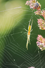 Green spider climbing on his cobweb built on the flower.