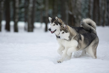 two Alaskan Malamute in the Park