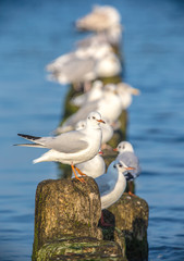 eine Gruppe von Möwen sitzt auf Buhnen in der Ostsee