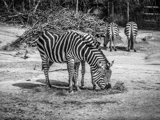 Fototapeta na wymiar Zebras in a zoo