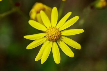 Wild yellow flower on field closeup