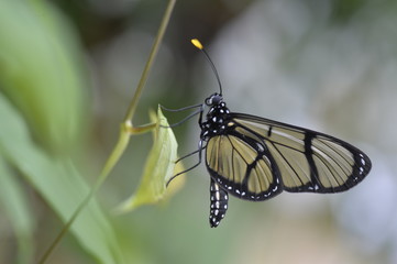 Tropical colorful butterfly closeup picture.