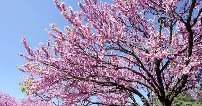 splendi rami fioriti con api 5