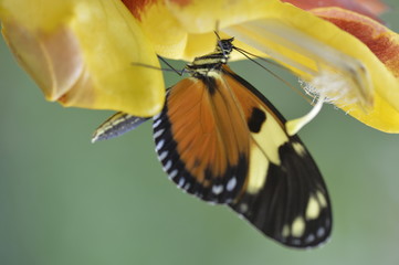 Tropical butterfly sitting on the flower.