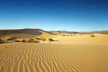 Fototapeta na wymiar panoramic view of mesquite flat sand dunes