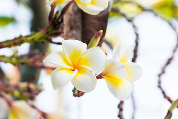 Plumeria blossom on the tree.