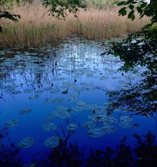 Boza natural reserve - Shade of blue