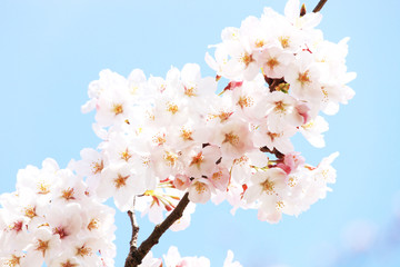 桜