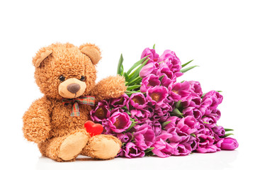 Violet tulips and a teddy bear on white background